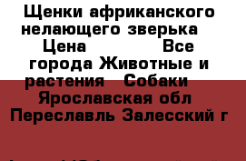 Щенки африканского нелающего зверька  › Цена ­ 35 000 - Все города Животные и растения » Собаки   . Ярославская обл.,Переславль-Залесский г.